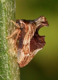 Entylia carinata